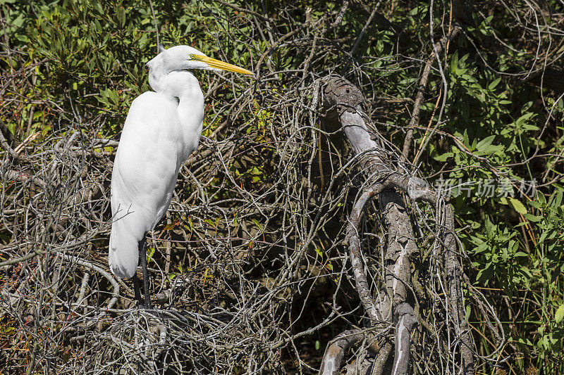 大白鹭(Ardea alba)坐在一团纠结的树枝